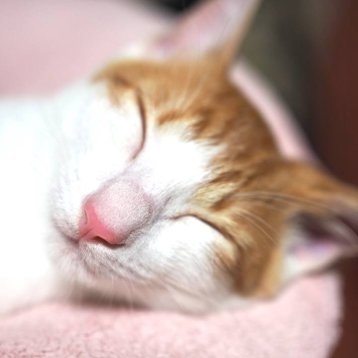 Dfb0c225 99cf 4f56 a92f 52b4eac5ac82