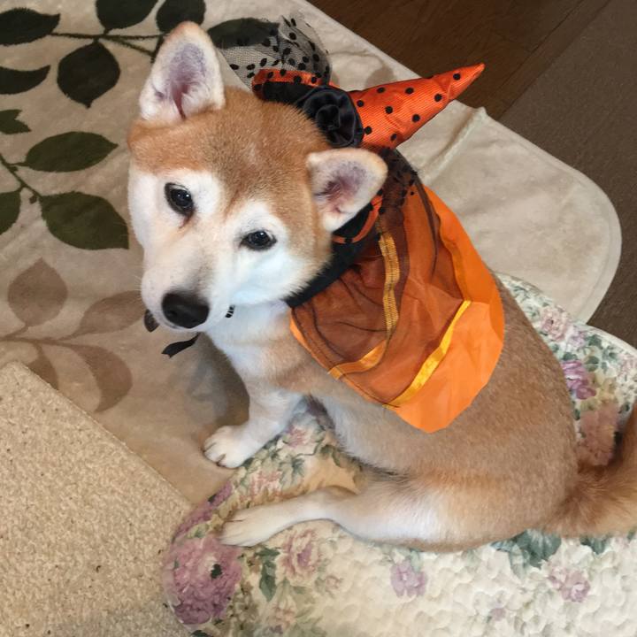 Dfb817e7 53fe 4ad1 86d4 c3d487154ed2