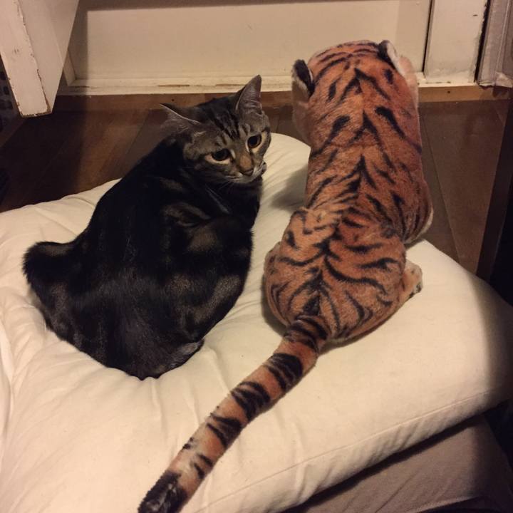 Dfbb0450 dedd 4f6c be24 65bab5223f32