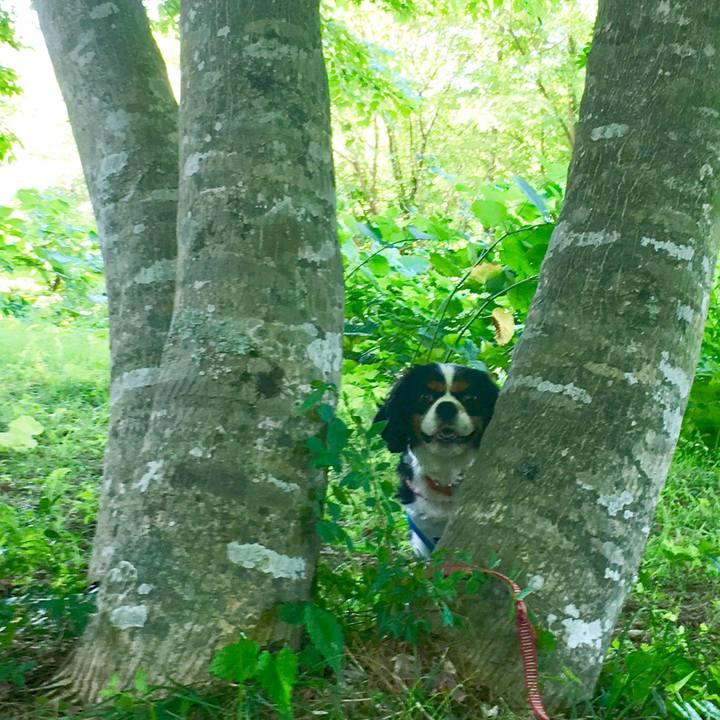 Dfbcefe0 361a 4ffb a9fd cde5a53bc4d4