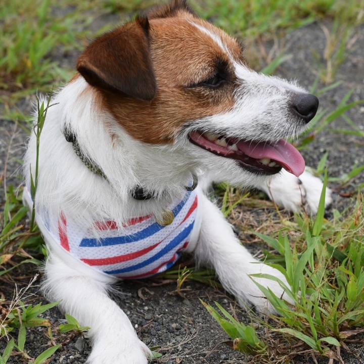 Dfca0d00 1587 4e52 8246 e9f44a1742df