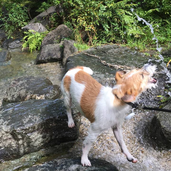 Dfca18f0 92dc 48ed 884f 2365170a19de