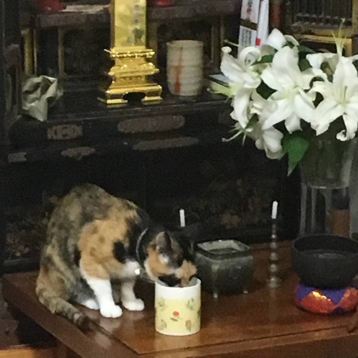 Dfe01174 383c 4b15 9138 386ed484c494