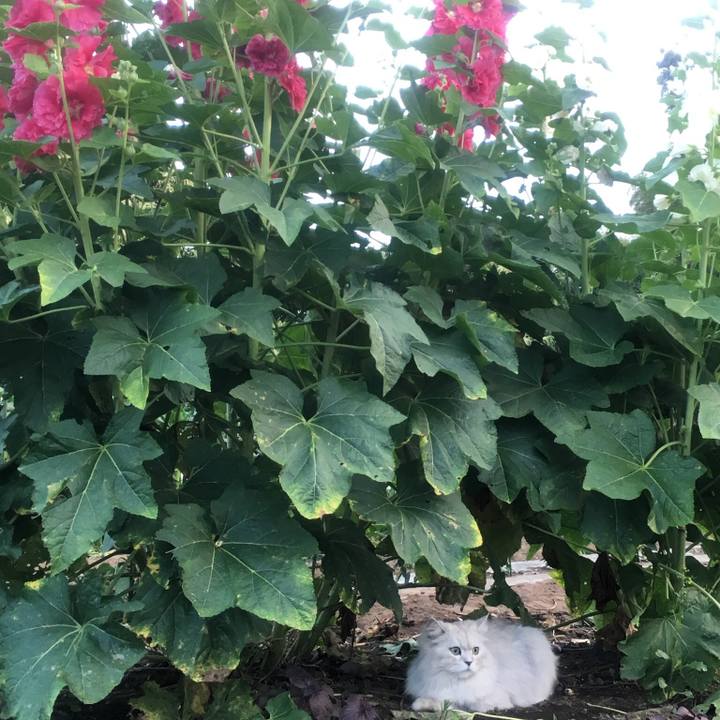 Dfe5cf2a aef1 4330 9226 5641c86c67a3