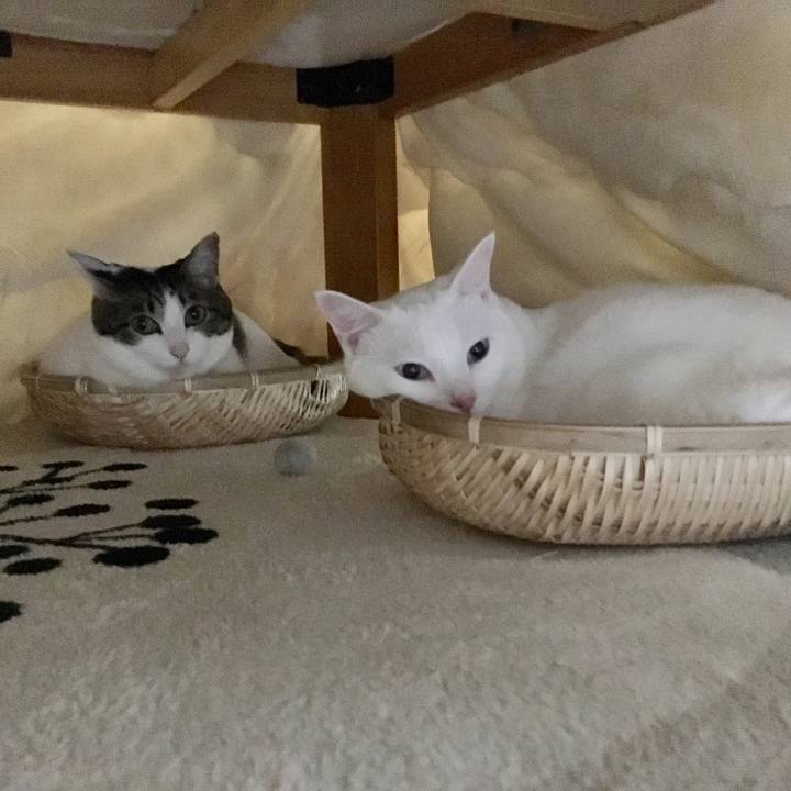 Dff4832d a1b0 498e 95f1 f25c8878edb6