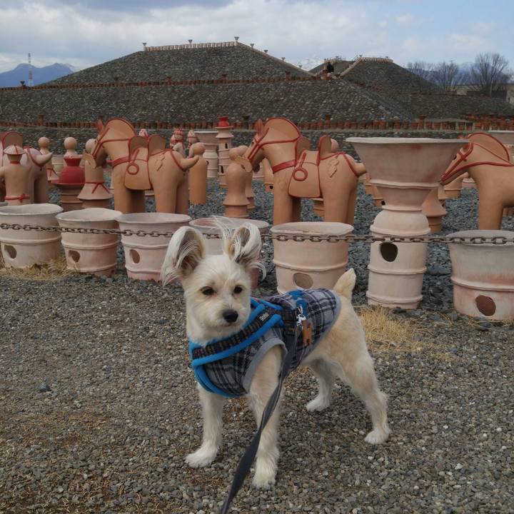 E0030800 ea3a 494f 9620 c66a5ee38e40