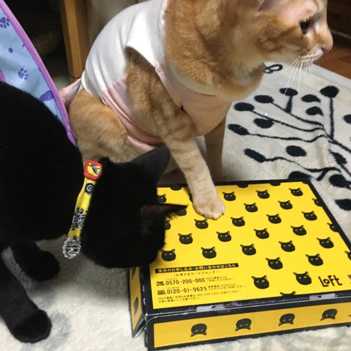 E0090583 ab4c 4da0 8161 76f844c32758