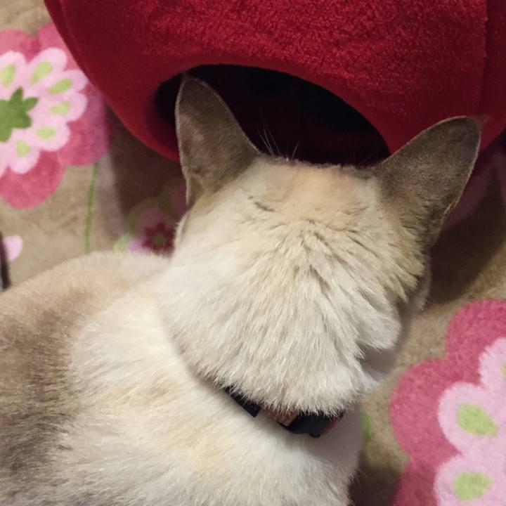 E00adc2b 6c67 4426 8d52 af3814101d29