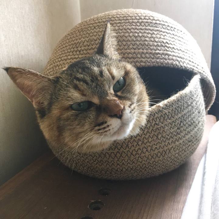 E016f4a3 c698 4ed8 83c2 e8c076fa5570