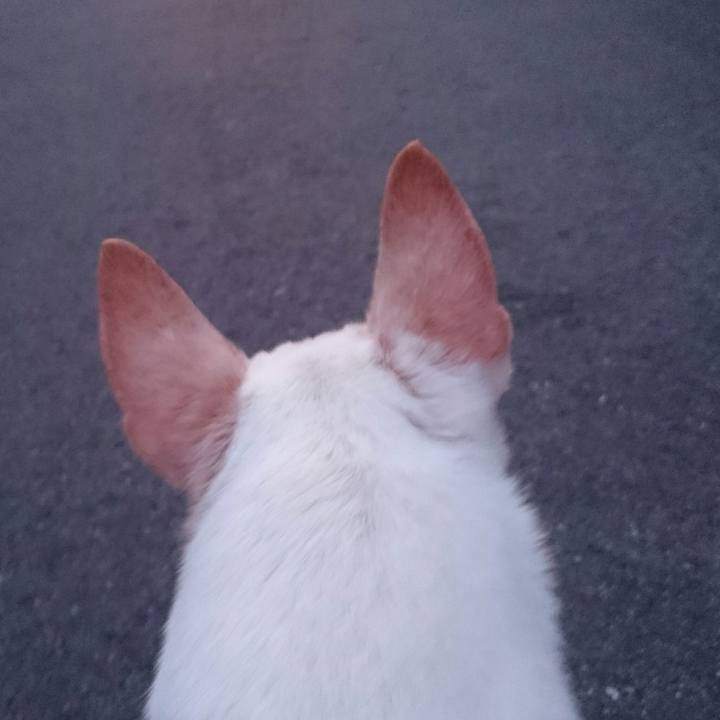 E01b5965 45a0 424c 8740 49a24cbcfe21