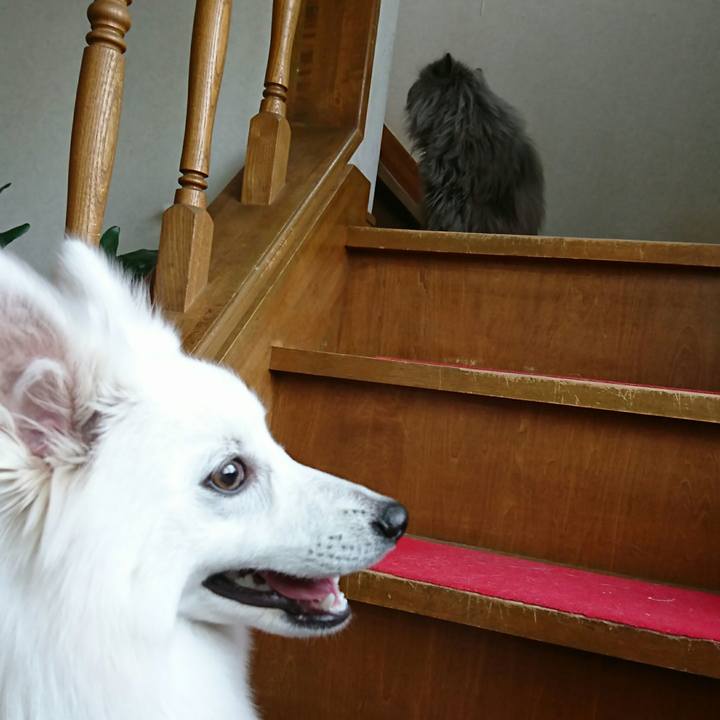 E02d9cf8 db6d 4d5d 81ce 98ec2d83788b