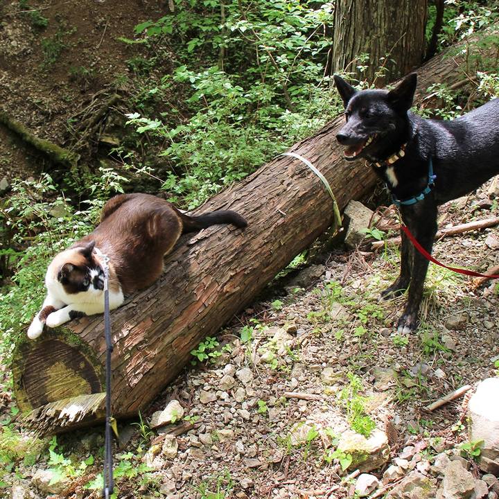 E043b186 3960 40dd b4fa bc8f37791adc