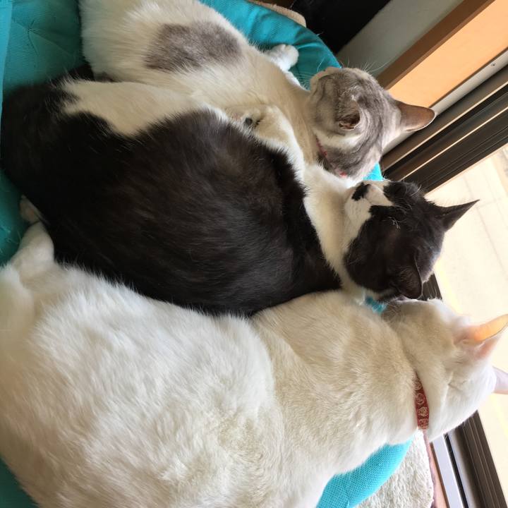 E074cfc4 136a 4d88 bf72 c427f9e7bd94