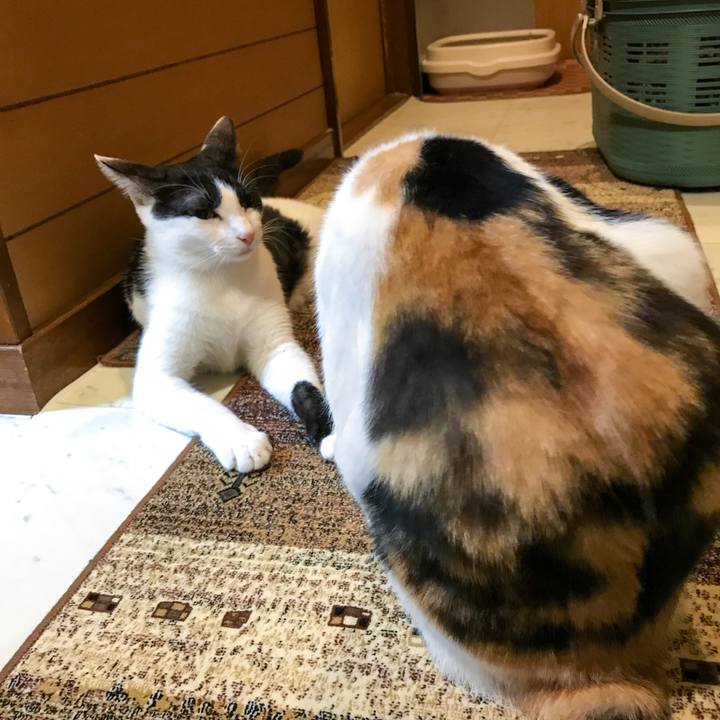 E0831cff 1d41 4c9c 9fbe 47f8842c264a