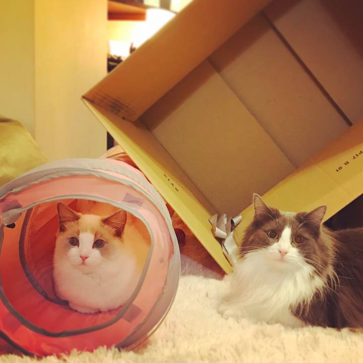 E088a86a 472b 4a66 bf64 b239b21fb8ff