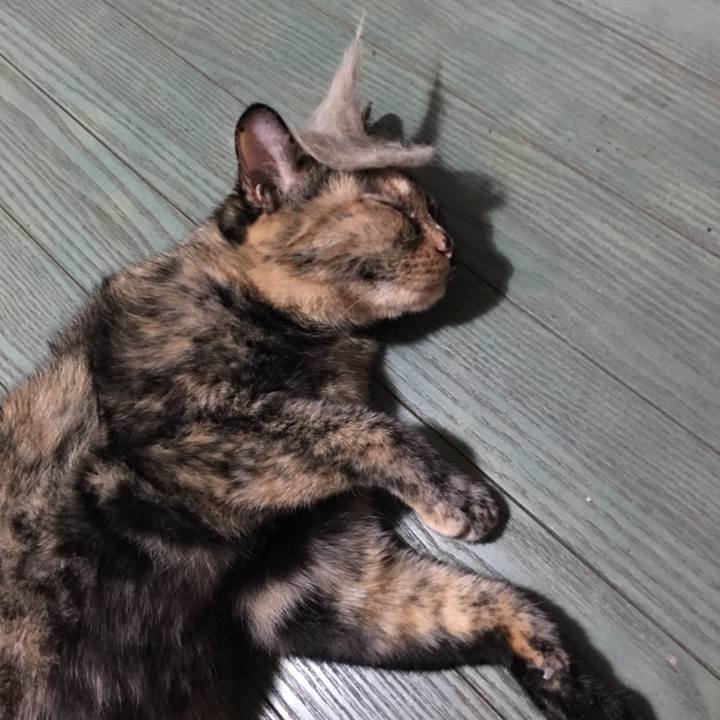 E089364e 2ddf 43ca 90bf 186e4e9eb7ee