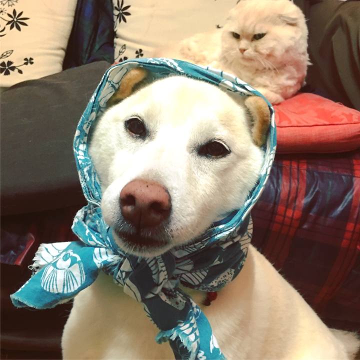 E08a1f07 c1c0 47cd a803 d4fee43846ec