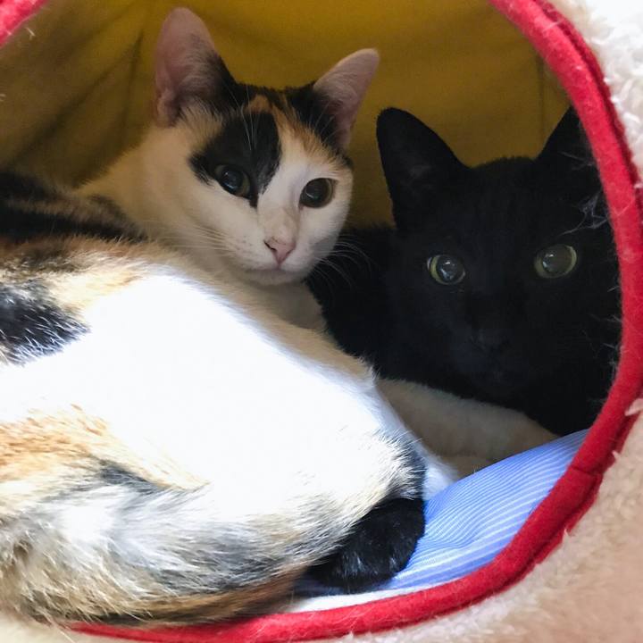 E0a1362a abb8 453e b48a bdb7f9a782fe