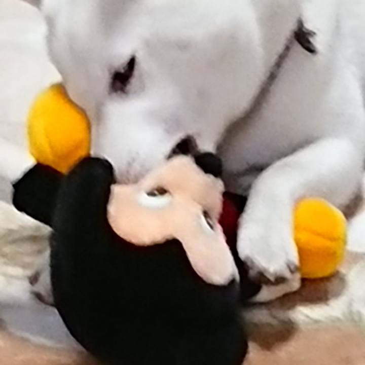 E0af452a f0fa 4e69 95e2 938b71ad34ac