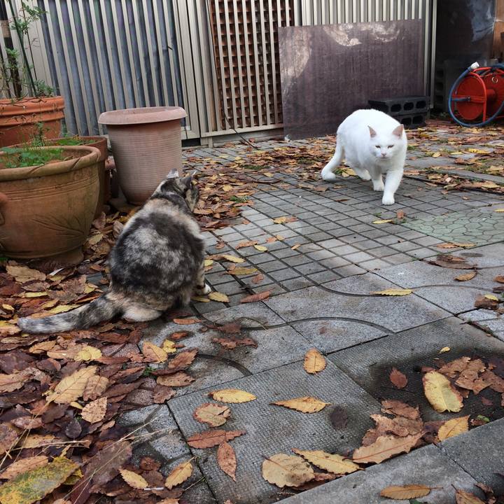 E0cb0475 ce8b 47b1 8324 656f4fbeea30