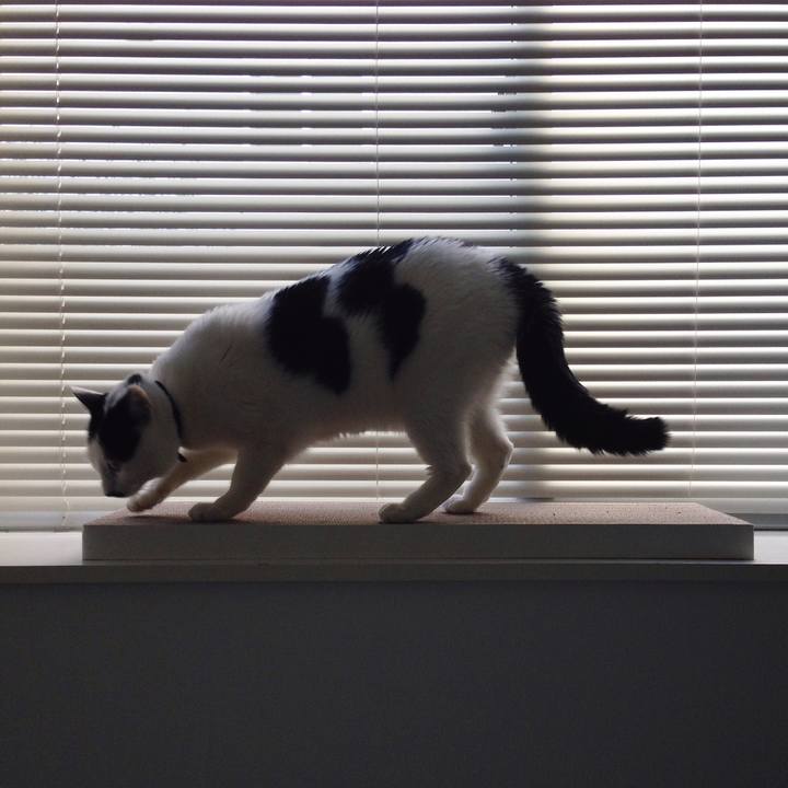 E0ce38b4 3204 4e98 a2b7 795c74391461