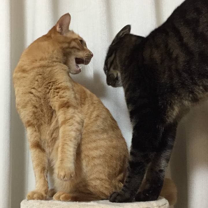 E0dac781 1644 4f7b b1ab eecb478bbce7