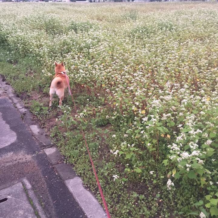 E0dd42f5 e03f 4b67 9519 8feceb9e1b4b