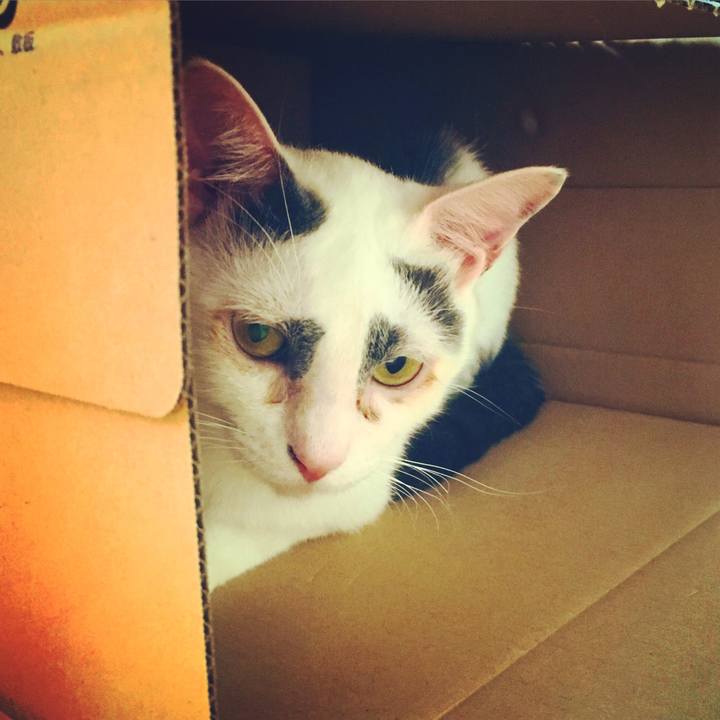 E0dfe02d 0c40 4ea1 afbc adb599a53bbe