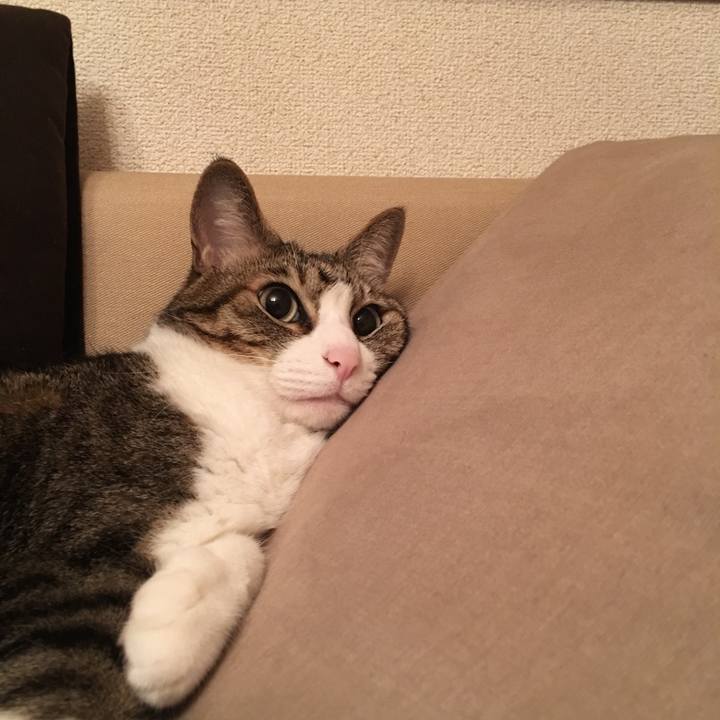 E0ece6c6 c31e 4ae1 8b16 8c53db879692