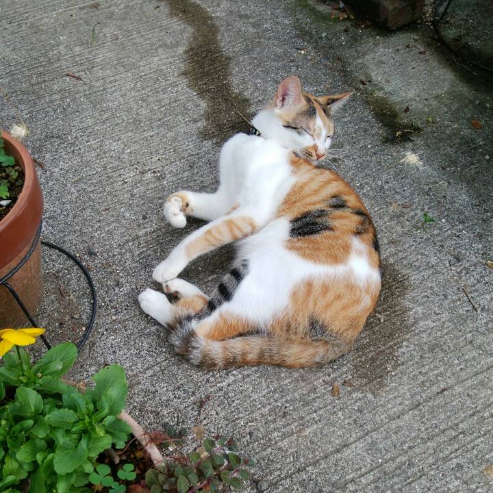 E115aac4 cc1f 4487 9691 e7a934025597