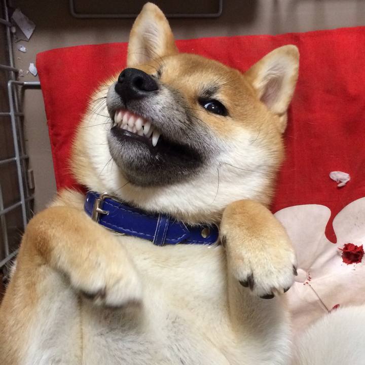 E1196c56 8c2a 4340 b1f5 dedff42ac6e5