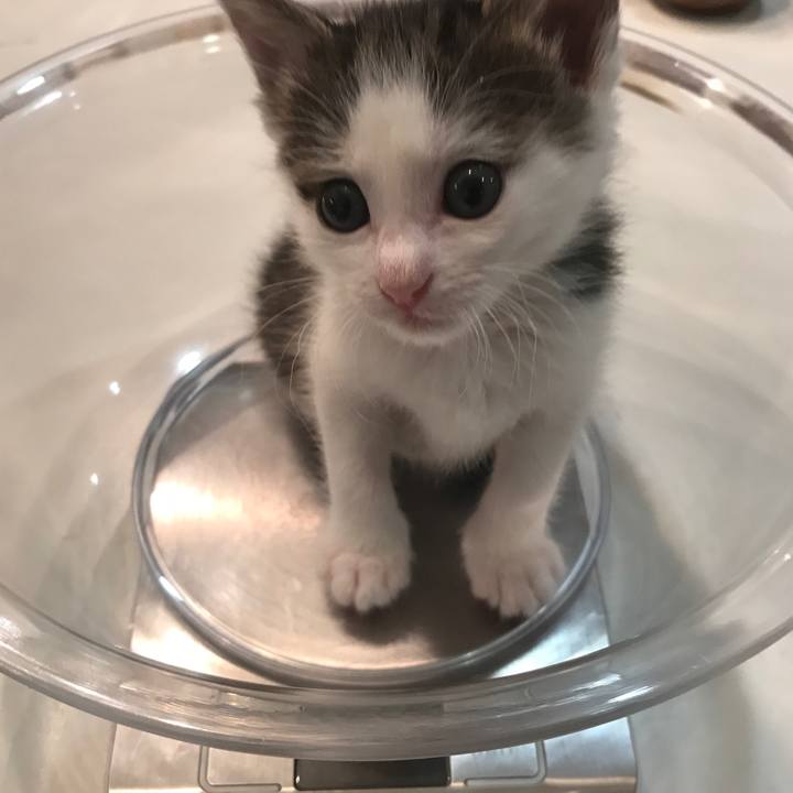 E11b0781 351c 4fc2 90e8 b0602eb53973