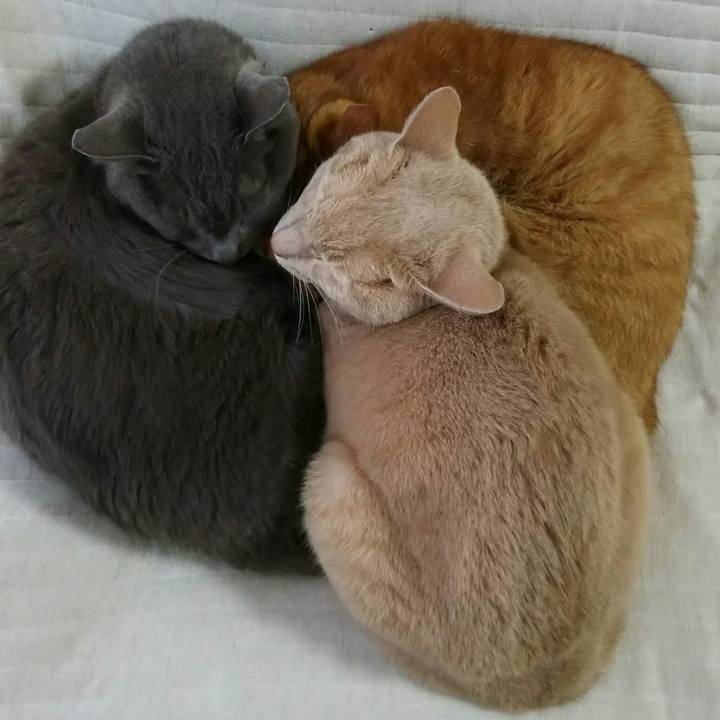 E125133c 0932 4f9e b7a6 5c069ad2e647