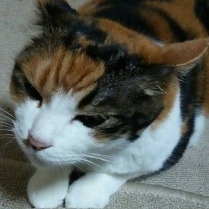 E12cc8a5 a2e1 4dc0 bc9a fb006a00c2e4