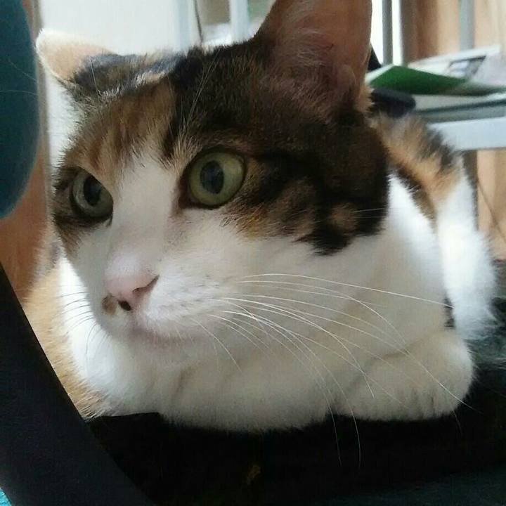 E12d1b85 46c0 47e2 b0fc f7d37d0f478e