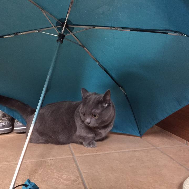 E14248e9 e68a 4bf4 b376 dfbae4ee9819