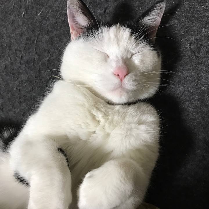 E14c8643 c462 401d ba7b f192818b41e4