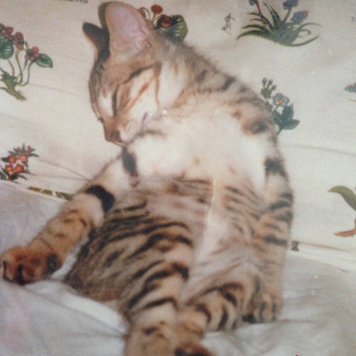 E1569888 bacc 4e2d 9a45 5193ba39a823