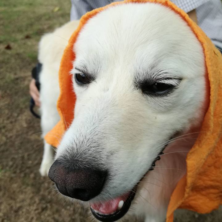 E16e7a0f 6d71 481d 8ef5 55f4036acc10