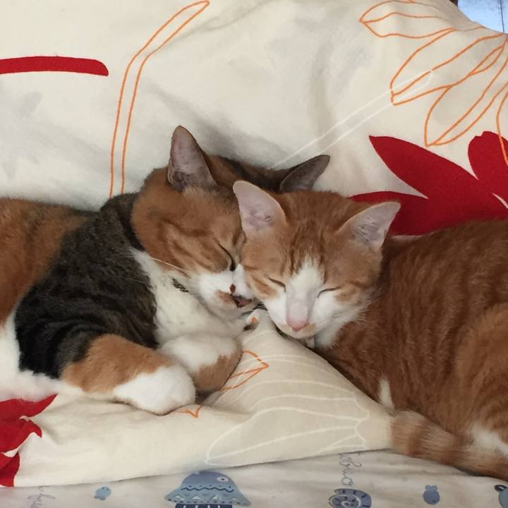 E1774c29 8275 42d8 8516 e1873e6b9125