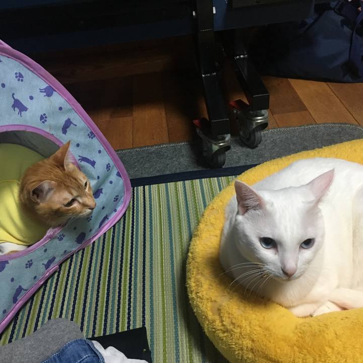 E17dda29 b442 45e1 a49d 72c48998838e