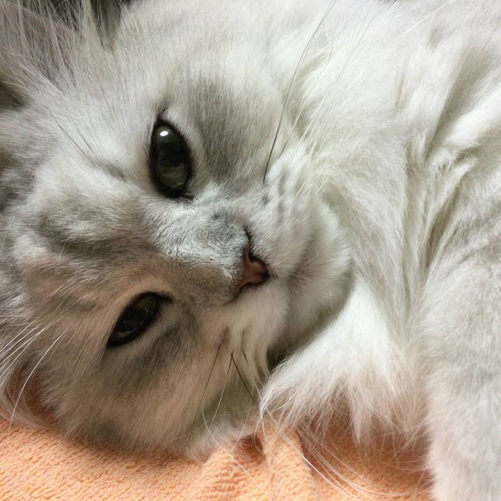 E18ad10e c0c4 41ae af88 0cd5c91930b2