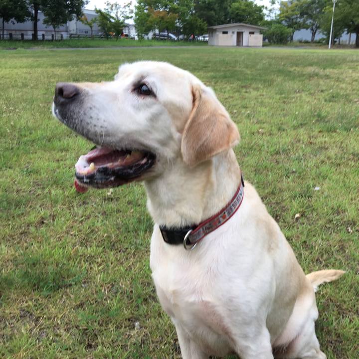 E19a6de8 008d 4c00 aee4 20017c2ebd1d