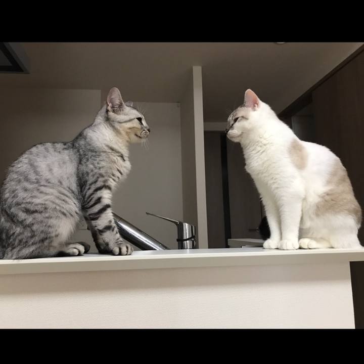 E1a090a4 afa4 4e1e 8fec 9fa30dfbba10