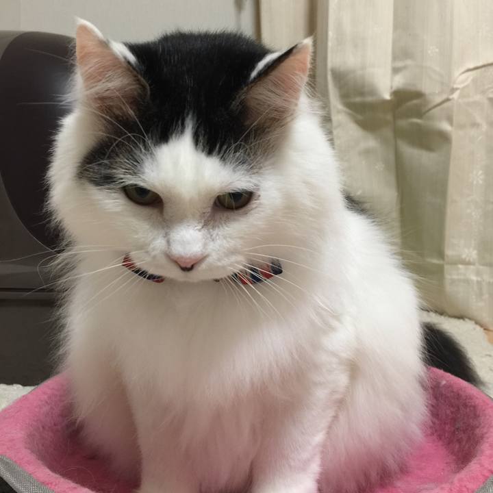 E1a4a267 60dd 45fc 96ca ac099d733525