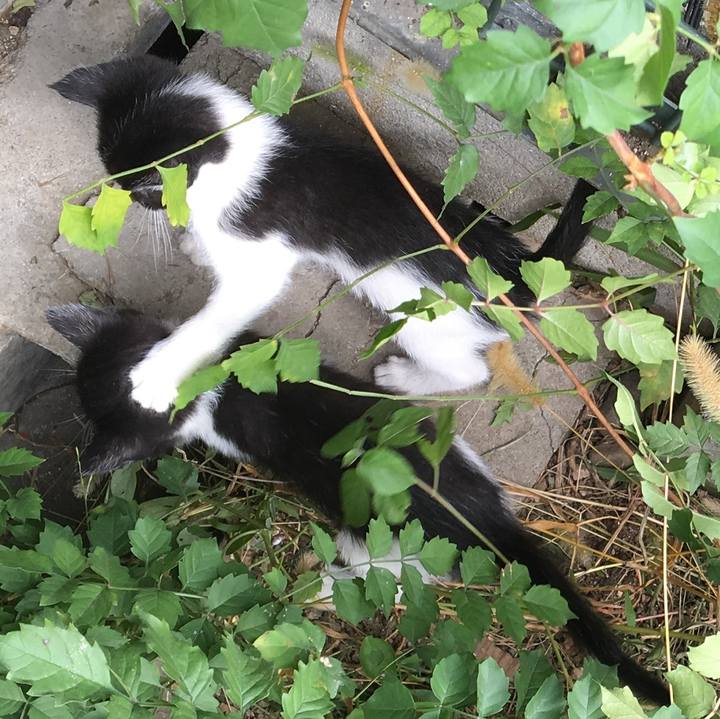 E1aeeb1e bfd1 4e71 8232 2e71995d9306