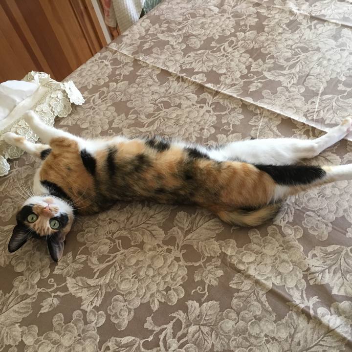 E1af0397 57b9 4291 9c70 a1473402376a