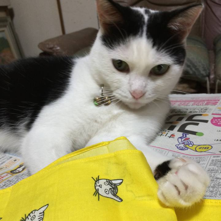 E1afc616 de0e 4d9f be2c f00d697dde66