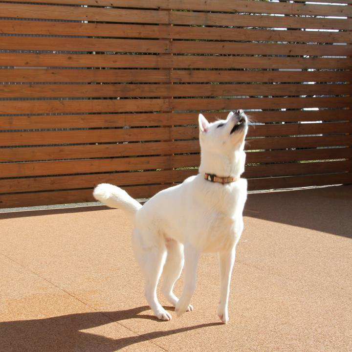 E1bb3545 267a 4212 80cf d78fb8eff7f1