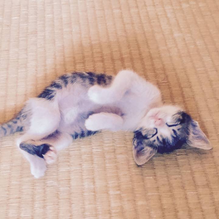 E1bcd4ed fcfb 4a52 8e95 4f630a05034c